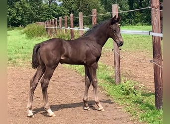 Oldenburg, Stallion, Foal (06/2024), Black