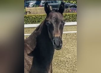 Oldenburg, Stallion, Foal (05/2024), Black