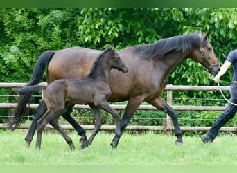 Oldenburg, Stallion, , Black