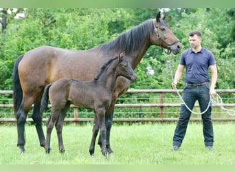 Oldenburg, Stallion, , Black