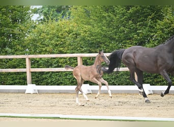 Oldenburg, Stallion, Foal (05/2026), Black