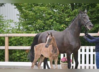 Oldenburg, Stallion, Foal (05/2026), Black