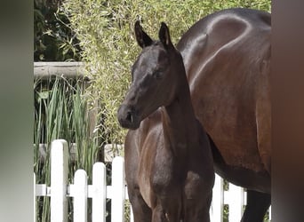 Oldenburg, Stallion, Foal (06/2026), Black