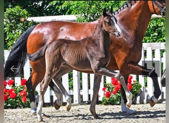 Oldenburg, Stallion, Foal (04/2026), Black