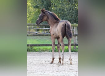 Oldenburg, Stallion, Foal (06/2024), Black