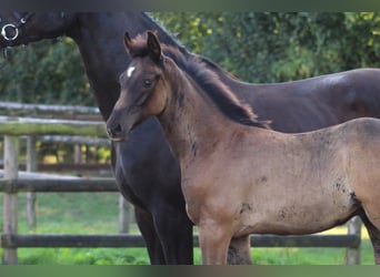 Oldenburg, Stallion, Foal (06/2024), Black