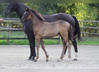 Oldenburg, Stallion, Foal (06/2024), Black