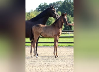 Oldenburg, Stallion, Foal (06/2024), Black