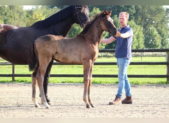 Oldenburg, Stallion, Foal (06/2024), Black