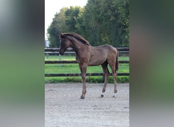 Oldenburg, Stallion, Foal (06/2024), Black