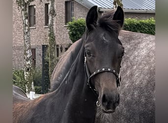 Oldenburg, Stallion, Foal (04/2025), Black