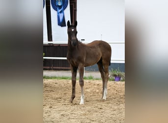 Oldenburg, Stallion, Foal (04/2026), Black