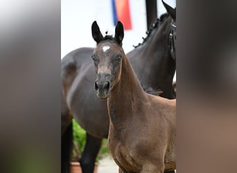Oldenburg, Stallion, Foal (04/2026), Black