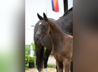 Oldenburg, Stallion, Foal (04/2026), Black