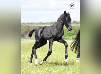 Oldenburg, Stallion, Foal (05/2026), Black