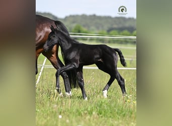 Oldenburg, Stallion, Foal (05/2026), Black