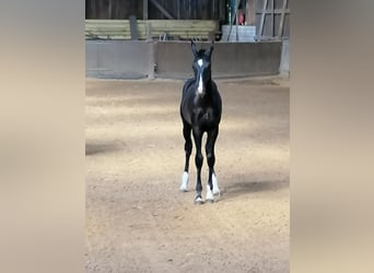 Oldenburg, Stallion, Foal (02/2024), Black