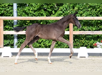 Oldenburg, Stallion, Foal (02/2024), Black