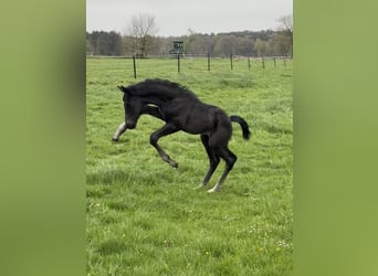 Oldenburg, Stallion, Foal (04/2026), Black