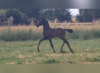 Oldenburg, Stallion, Foal (05/2026), Black