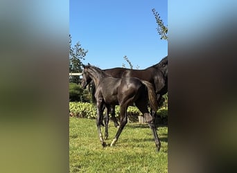 Oldenburg, Stallion, Foal (04/2025), Black