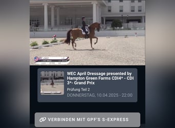 Oldenburg, Stallion, Foal (04/2025), Black