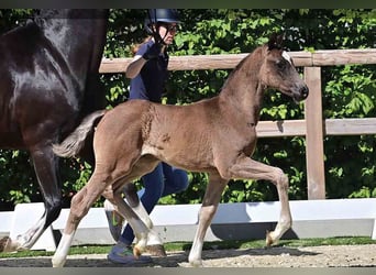 Oldenburg, Stallion, , Black