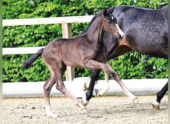 Oldenburg, Stallion, Foal (03/2026), Black