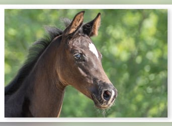 Oldenburg, Stallion, Foal (03/2023), Black