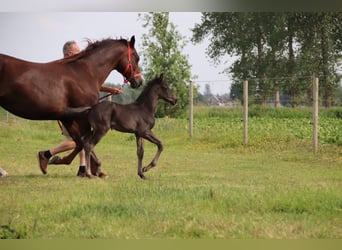 Oldenburg, Stallion, , Black