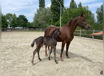 Oldenburg, Stallion, , Black