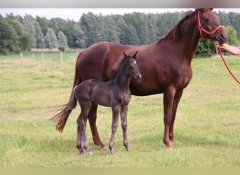 Oldenburg, Stallion, , Black