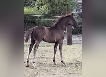 Oldenburg, Stallion, Foal (05/2025), Black