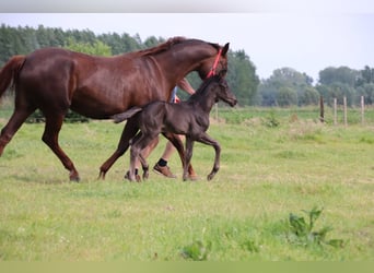 Oldenburg, Stallion, , Black