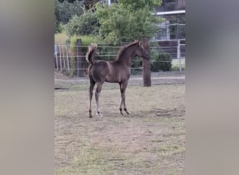 Oldenburg, Stallion, Foal (05/2025), Black