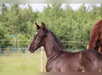 Oldenburg, Stallion, , Black