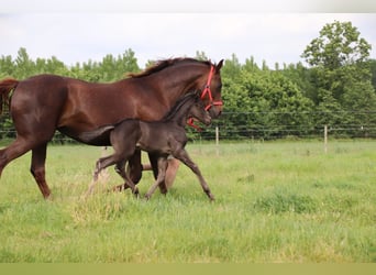 Oldenburg, Stallion, , Black