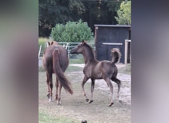Oldenburg, Stallion, Foal (05/2025), Black
