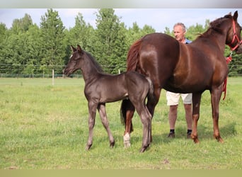 Oldenburg, Stallion, , Black