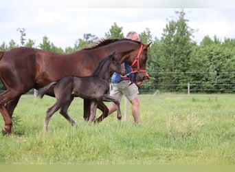 Oldenburg, Stallion, , Black