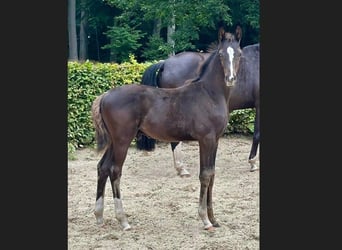 Oldenburg, Stallion, Foal (05/2025), Black