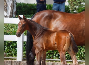 Oldenburg, Stallion, Foal (06/2025), Brown
