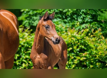 Oldenburg, Stallion, , Brown