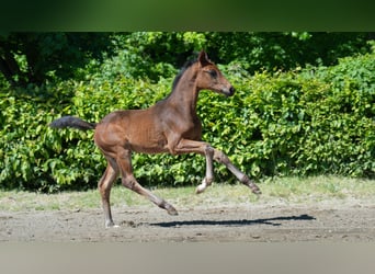 Oldenburg, Stallion, , Brown