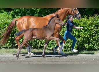 Oldenburg, Stallion, , Brown