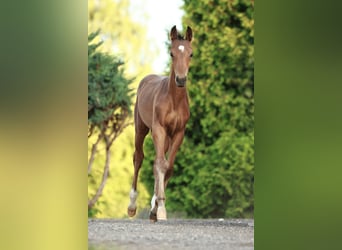 Oldenburg, Stallion, Foal (05/2025), Brown