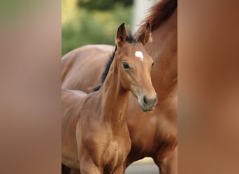 Oldenburg, Stallion, Foal (05/2025), Brown
