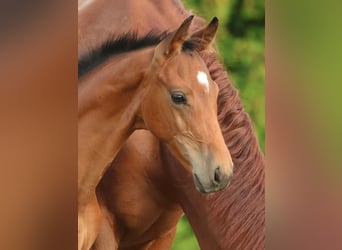 Oldenburg, Stallion, Foal (05/2025), Brown