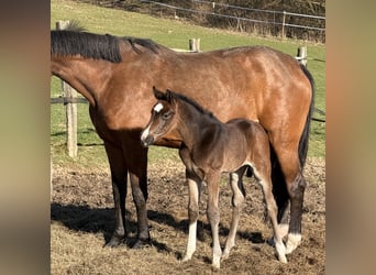 Oldenburg, Stallion, Foal (03/2026), Brown