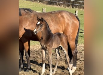 Oldenburg, Stallion, Foal (03/2026), Brown